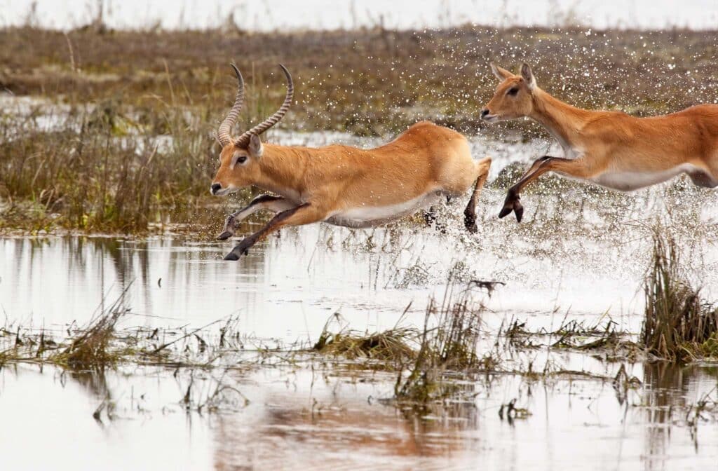 A group of Red Lechwe antelopes (Kobus leche) running from danger through shallow water